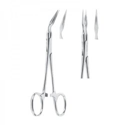 1155 Fig 2 Roots fragments